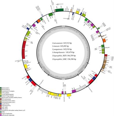 Comparative chloroplast genome and transcriptome analysis on the ancient genus Isoetes from China